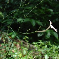 Rhinacanthus polonnaruwensis L.H.Cramer